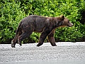 Alaska Wildlife-17